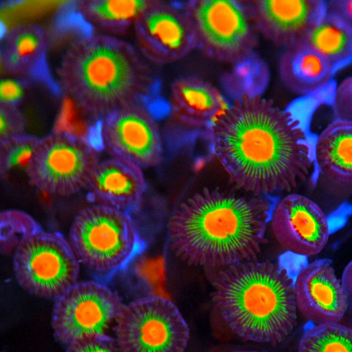 DD Gorilla Nipples Zoanthid – Corals of Eden