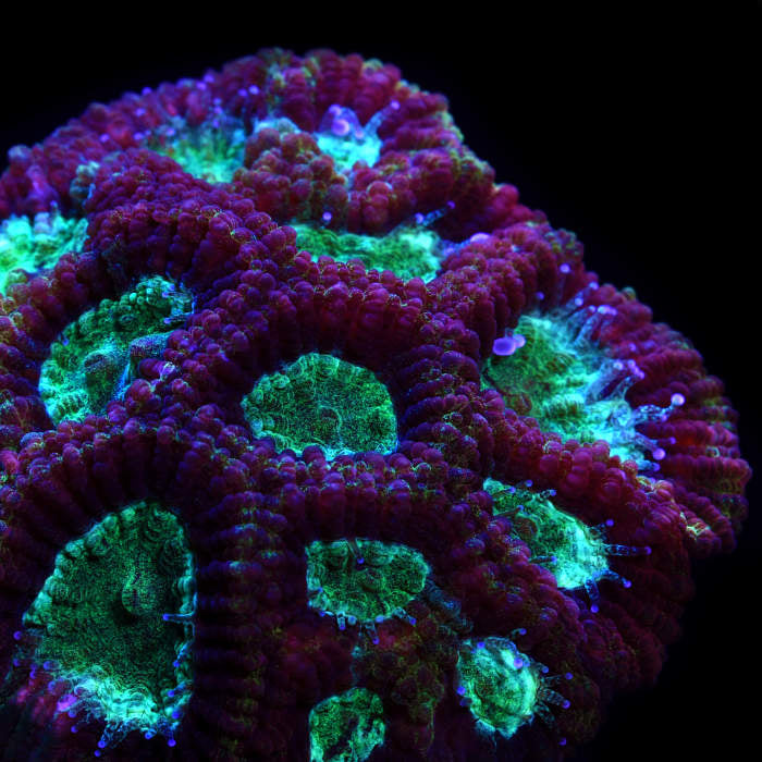 Psycho Rainbow Rim Favia – Corals of Eden